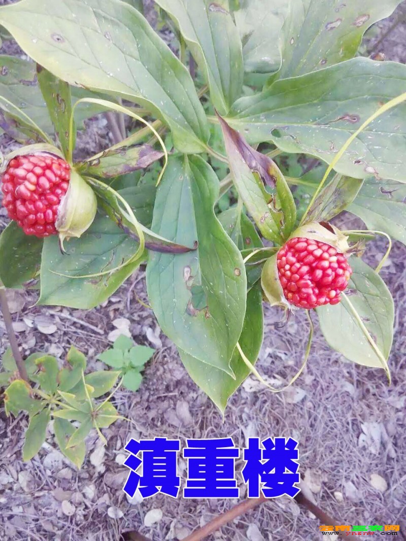 重楼*正宗重楼苗*会泽重楼种植园087164155848