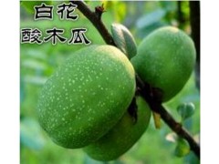 云南白花酸木瓜供应销售信息|优质云南白花酸木瓜基地直销