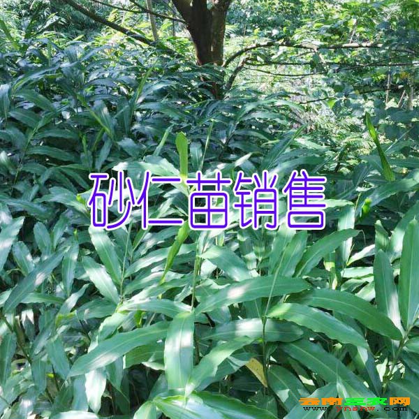 春砂,曹先生13887857178#砂仁苗报价表 - 砂仁苗 - 药材小苗 - 动植物