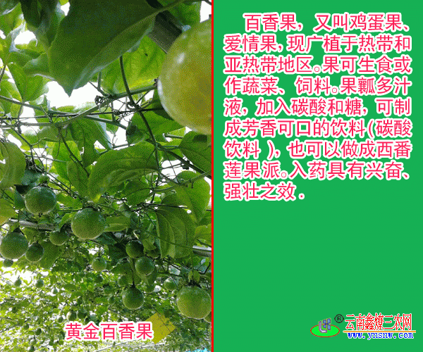 百香果种植海拔要求180-1900米(附图)