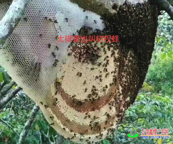 大排蜂蜜树杈蜂蜜纯大排蜂蜜蜂蜜