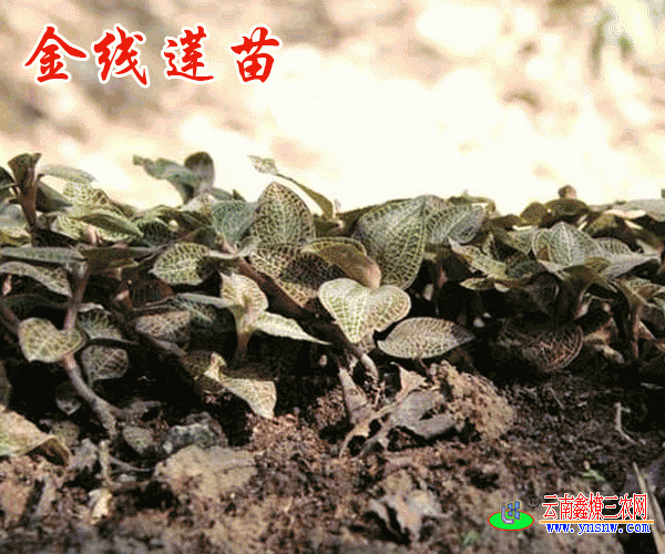 滇黄精,贝母,仙茅,兔耳风,金线莲,红根野蚕豆,金荞麦图片等100多品种