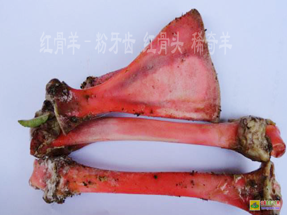 红骨羊多少一公斤&丘北红骨羊供应信息