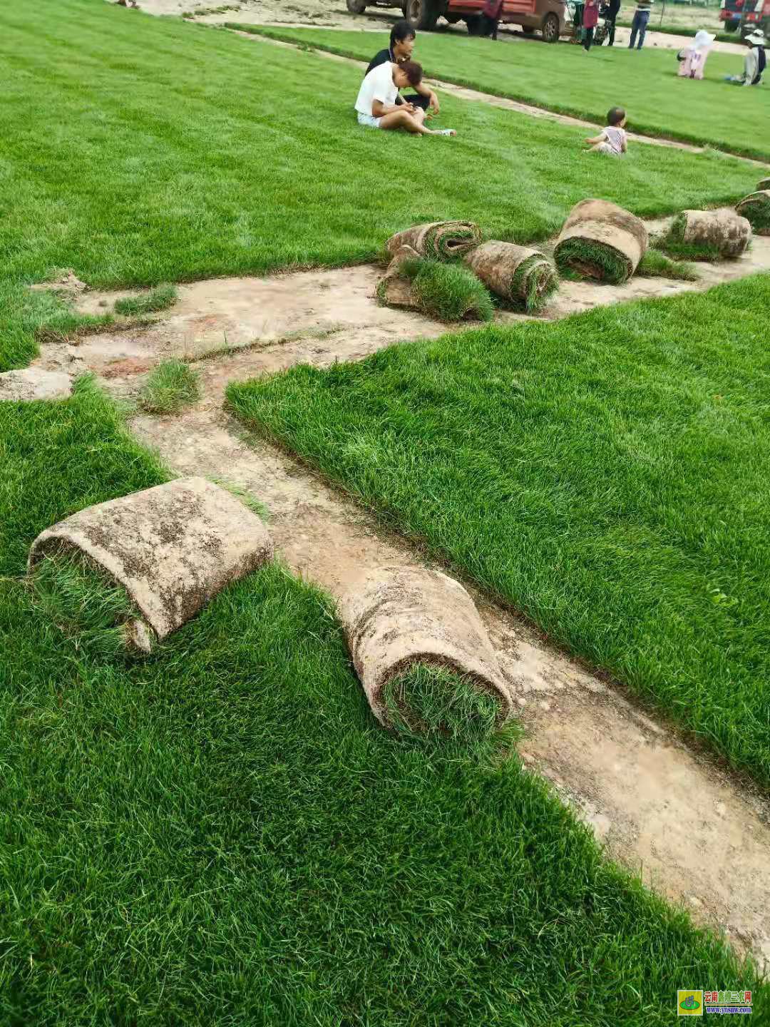 绿化草皮价格 草皮工价格 胶草皮价格 台湾草皮价格