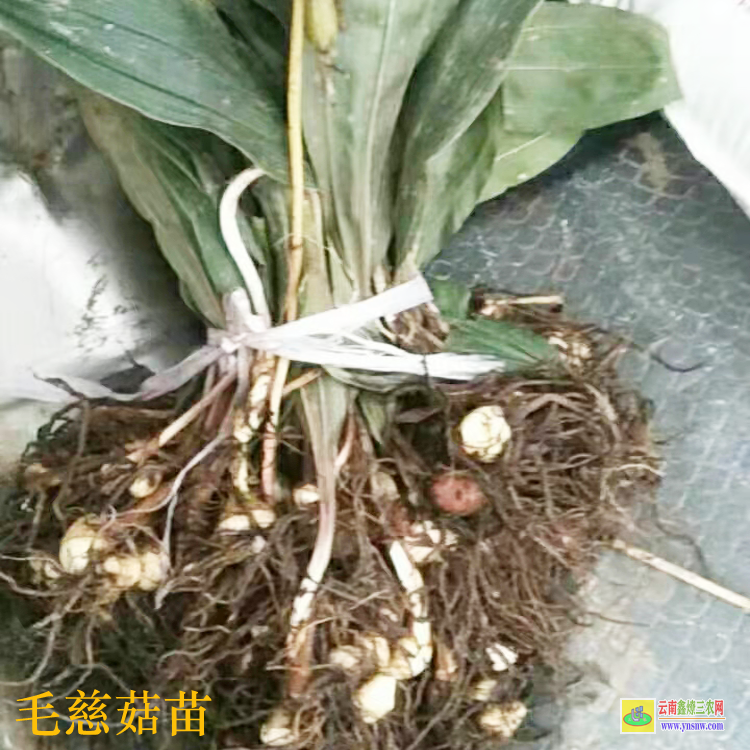 贵州普安毛慈菇价格2019毛慈菇苗苗好多钱一株毛慈菇苗怎么培植